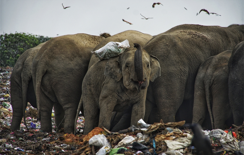 Plastic and other human-generated waste dumped near forests has proven to be an emerging threat to Asian elephants | Image: Tharmapalan Tilaxan/Creative Commons